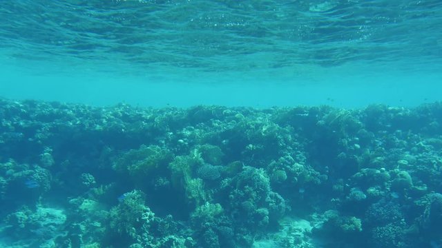 Curvy reef with tiny plants and shells on it in the Red Sea in Egypt 