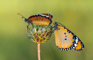 Closeup   beautiful butterflies sitting on flower © blackdiamond67