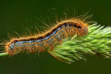 Beautiful   Сaterpillar of butterfly  - Stock Image