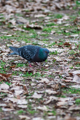 A lonely dark living dove stands on the ground