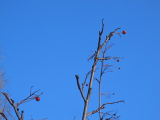 sprig of hawthorn with red berries against the blue sky 