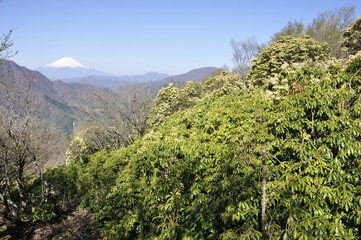 アセビの花咲く森より富士山を望む