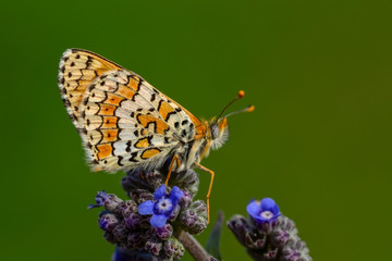 Closeup   beautiful butterfly sitting on flower