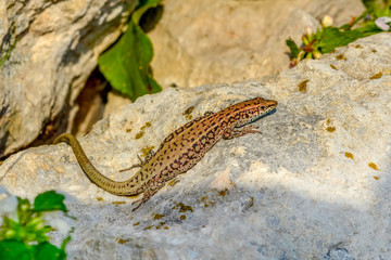 Beautiful lizard - Stock Image