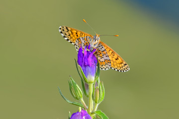 Closeup   beautiful butterfly sitting on flower