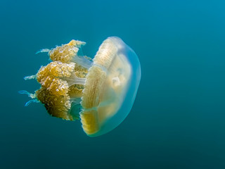 Close up side angle detail golden jellyfish on blue background.