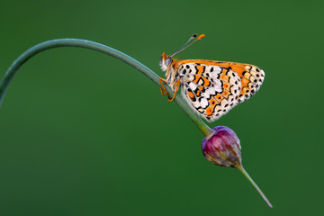Closeup   beautiful butterfly sitting on flower