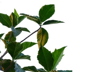 Breadfruit plant leaves with branches on white isolated background for green foliage backdrop 