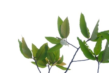 Tropical plant leaves with branches growing in botanical garden and warm light on white isolated background for green foliage backdrop 