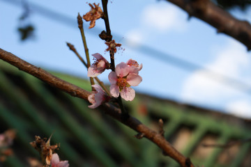 Peach blossoms in the garden.