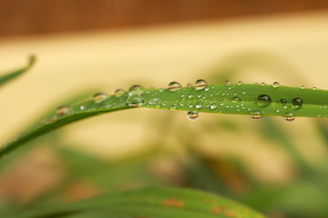 water drops on green leaf