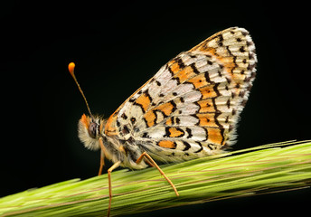 Closeup   beautiful butterfly sitting on flower