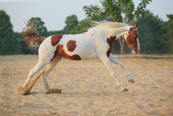 Fototapeta na wymiar horse running on track