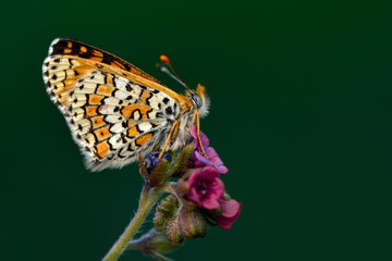 Closeup   beautiful butterfly sitting on flower