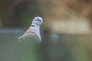 Eurasian collared dove Streptopelia decaocto perched closeup