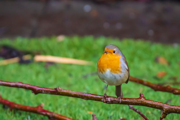 European robin bird (Erithacus rubecula) singing