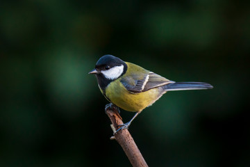 Parus major Great tit bird closeup