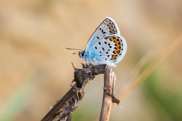 Fototapeta na wymiar Close up of a silver-studded blue butterfly Plebejus argus