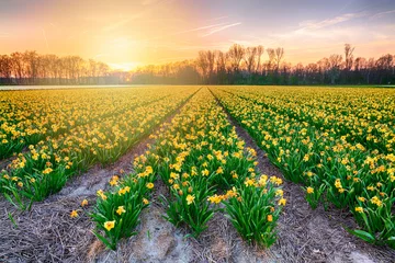 Schilderijen op glas Colorful blooming flower field with yellow Narcissus or daffodil during sunset. © Sander Meertins