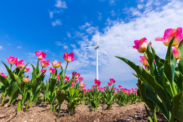 Closeup of rows Dutch pink tulips in a flower field during Springtime