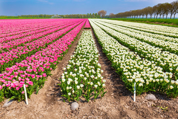 Fototapeta na wymiar Dutch white and pink tulips in a flower field in Holland under a sunny blue sky