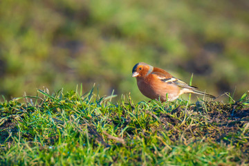 Male chaffinch bird, Fringilla coelebs, foraging in a green grass meadow
