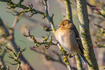 Female chaffinch, Fringilla coelebs, perched in a tree