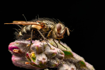 Macro shot of a  fly 