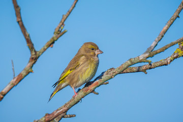 Female Greenfinch Chloris chloris bird perched