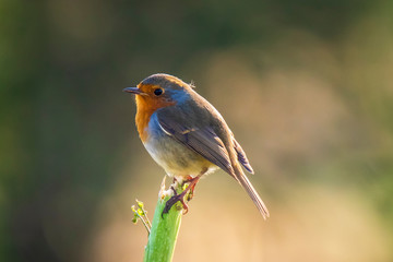 European robin bird (Erithacus rubecula) perching