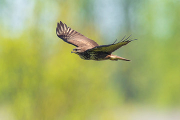 Common buzzard, Buteo Buteo, in flight above a green meadow