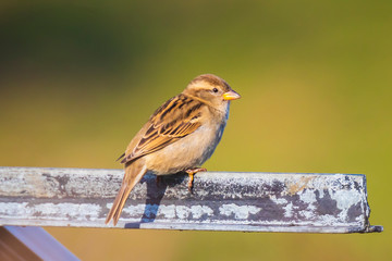 Perched female House Sparrow bird passer domesticus