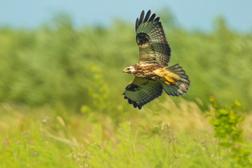 Common buzzard, Buteo Buteo, in flight above a green meadow