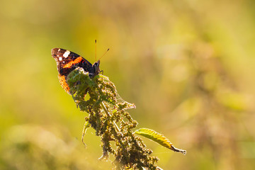 Red Admiral butterfly, Vanessa atalanta, resting
