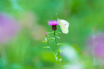 Dreamlike butterfly, Pieris brassicae