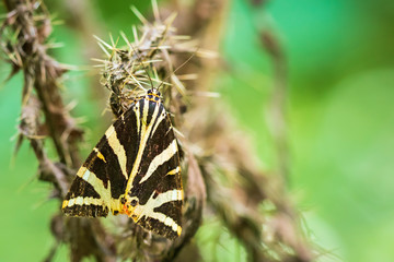 Jersey Tiger butterfly, Euplagia quadripunctari, closeup