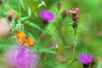 Dreamlike butterfly