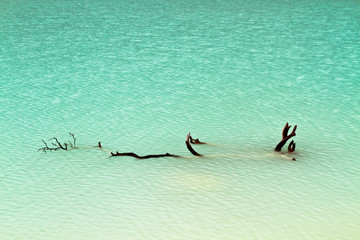 Driftwood in green Lake