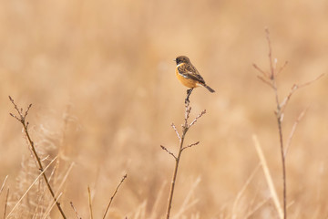 Male Stonechat bird, Saxicola rubicola, perching