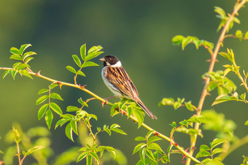 Male reedbunting bird Emberiza schoeniclus singing bird