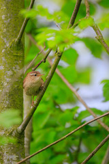 Eurasian Wren Troglodytes troglodytes bird singing Springtime