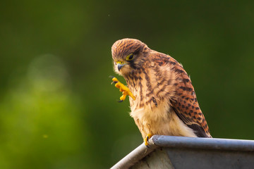 Juvenile Kestrel falco tinnunculus closeup