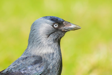 Closeup portrait of a Western Jackdaw bird Coloeus Monedula foraging in grass