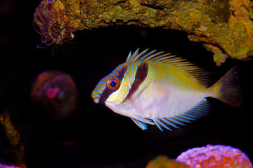 Two Barred Rabbitfish (Siganus virgatus) 