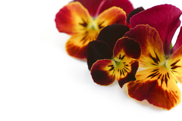 Plakat pansy flowers isolated on a white background