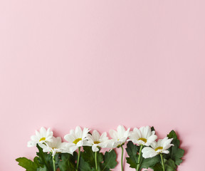 White daisies flowers.