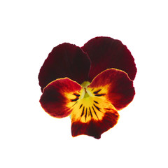pansy flowers isolated on a white background