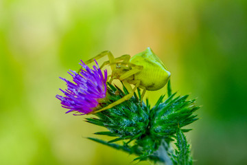 Macro of yellow crab spider (Misumena vatia) on petal daisy flower