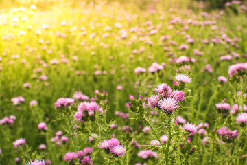 Field of thistle in springtime with sun flare light.