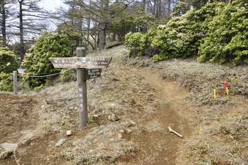 アセビ咲く春の姫次